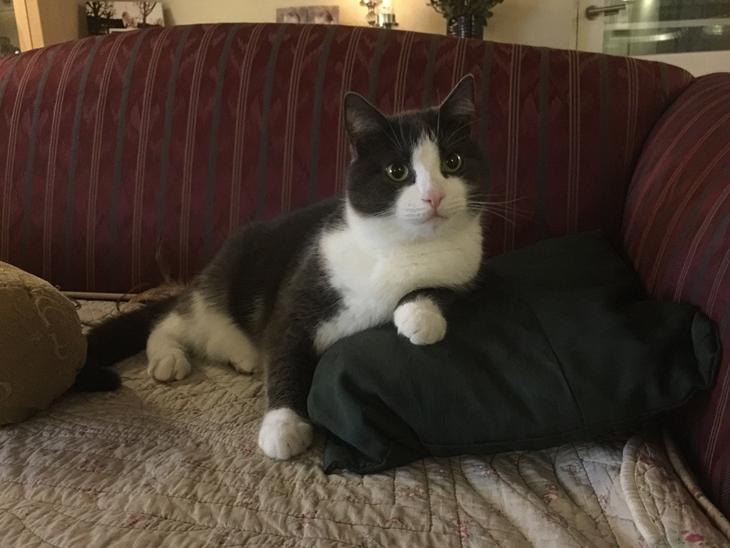 {{currentPhoto.altText}} billede {{currentPhoto.number}}