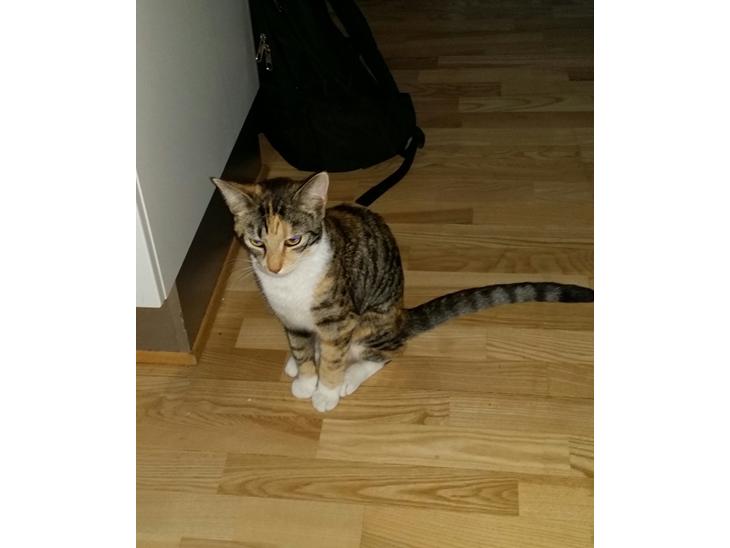 Huskat Misty billede 1