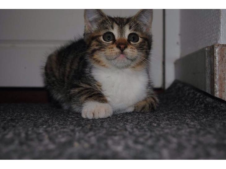 {{currentPhoto.altText}} billede {{currentPhoto.number}}