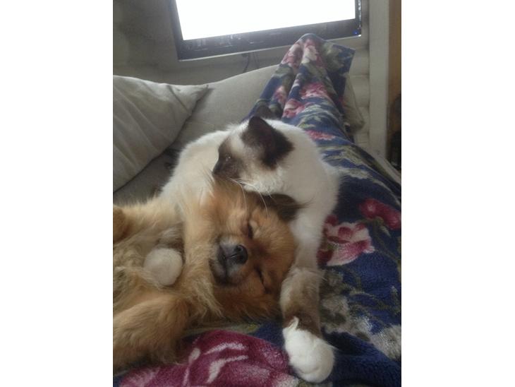 {{currentPhoto.altText}} billede {{currentPhoto.number}}