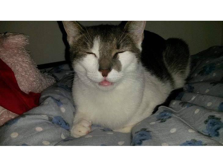 {{currentPhoto.altText}} billede {{currentPhoto.number}}