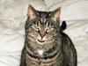 Huskat Lille Mille (Trille)
