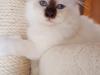 Hellig Birma Shonto's Cry Me A river (Balou)