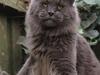 Maine Coon DK Proud Danish Prince Charming
