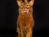 Somali Catika's Carlos Cayetano