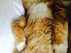 Maine Coon Cæsar