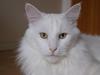 Maine Coon DK Krammedyret Zorro Ice 
