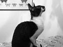 Cornish Rex Bowenas Krølle Bølle. Aka Bøllemis