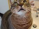 Huskat Misse