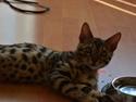 Bengal Bobbi