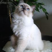 Ragdoll HU* Diamond Dolls Yaffa of DK Kalila