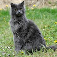 Maine Coon Marcus