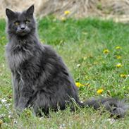 Maine Coon Marcus