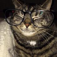 Huskat Lille Mille (Trille) 