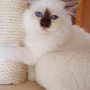 Hellig Birma Shonto's Cry Me A river (Balou)