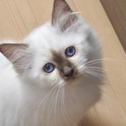 Hellig Birma Shonto's Cry Me A river (Balou)