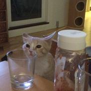 Huskat Felix