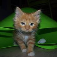 Blanding af racer Ingeborg