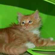 Blanding af racer Ingeborg