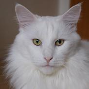 Maine Coon DK Krammedyret Zorro Ice