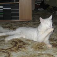 Maine Coon DK Krammedyret Zorro Ice