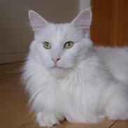 Maine Coon DK Krammedyret Zorro Ice