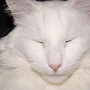 Maine Coon DK Krammedyret Zorro Ice