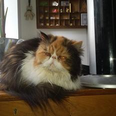 Perser Gurli Margrethe 