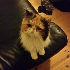 Perser Gurli Margrethe 