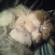 Perser Gurli Margrethe 