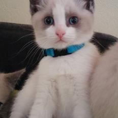 Blanding af racer fnuller