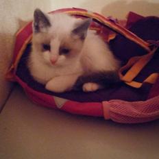 Blanding af racer fnuller