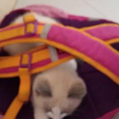 Blanding af racer fnuller