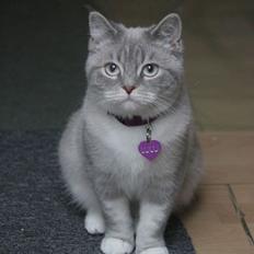 Blanding af racer Lulu