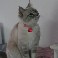 Blanding af racer Lulu