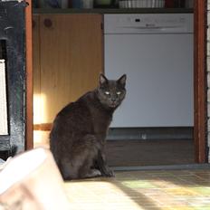 Blanding af racer Alberto (himmel kat)