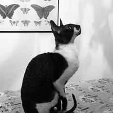 Cornish Rex Bowenas Krølle Bølle. Aka Bøllemis