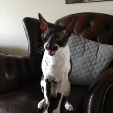 Cornish Rex Bowenas Krølle Bølle. Aka Bøllemis