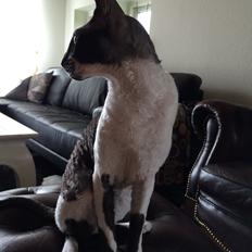 Cornish Rex Bowenas Krølle Bølle. Aka Bøllemis