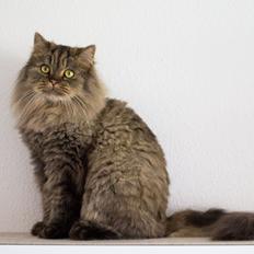 British Longhair Crazy Cute Cats Felix