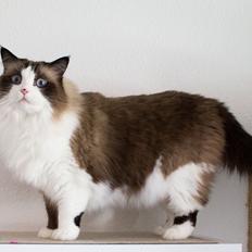 Ragdoll Dr. Nobel