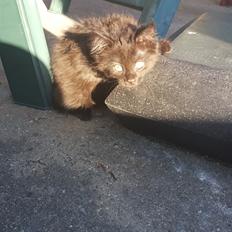 Blanding af racer Maggie 