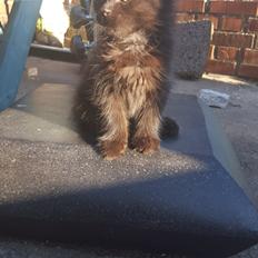 Blanding af racer Maggie 