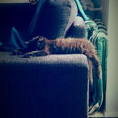 Blanding af racer Maggie 