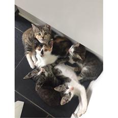 Blanding af racer Sweet