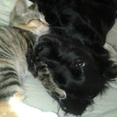 Blanding af racer Sweet