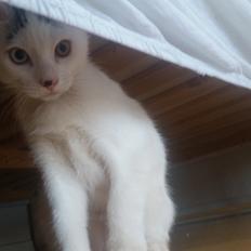 Blanding af racer Butter