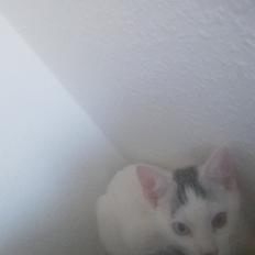 Blanding af racer Butter