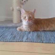 Blanding af racer Chicken