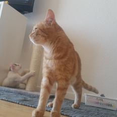 Blanding af racer Chicken